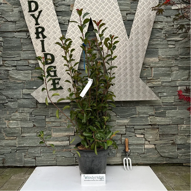 PHOTINIA SERR. RED ROBIN CLT 18 H 100 – 125 CM