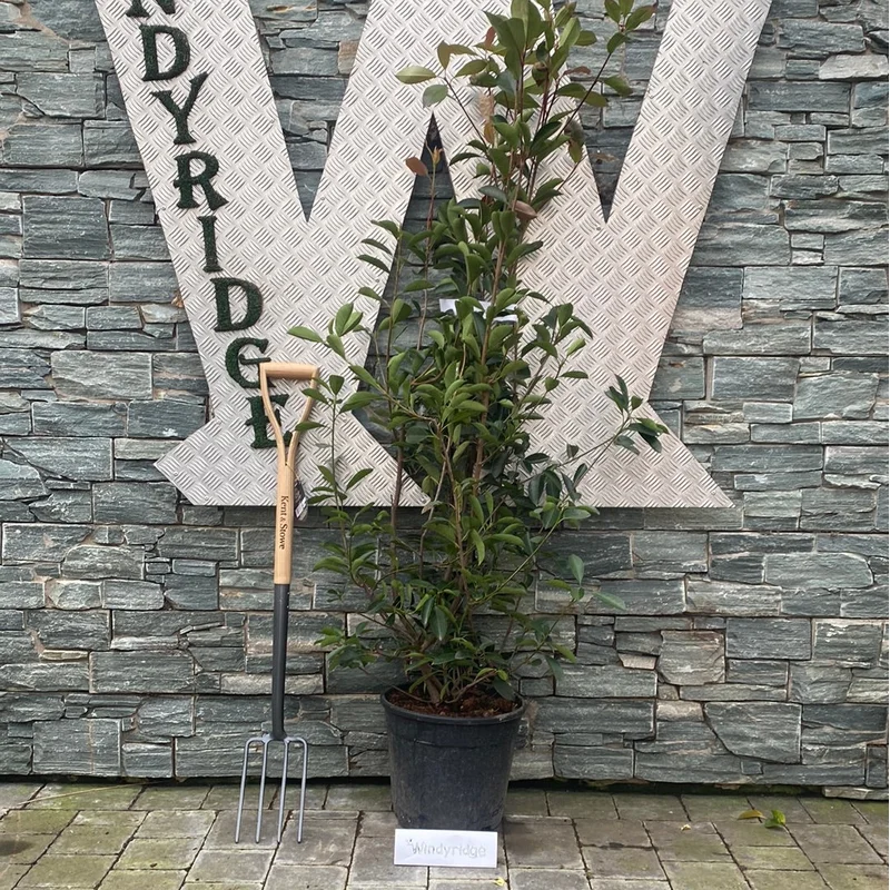 PHOTINIA SERR. ‘RED ROBIN’ CLT 18 H 100 – 150 CM
