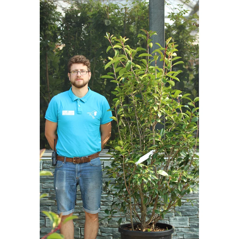 PHOTINIA SERR. RED ROBIN CLT 25 / 30 H 125 – 150 CM