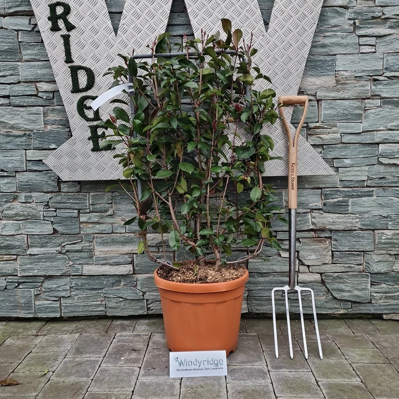 PHOTINIA SERR. RED ROBIN CLT 30SPALLIERA IN METALLO 85 X 50 CM