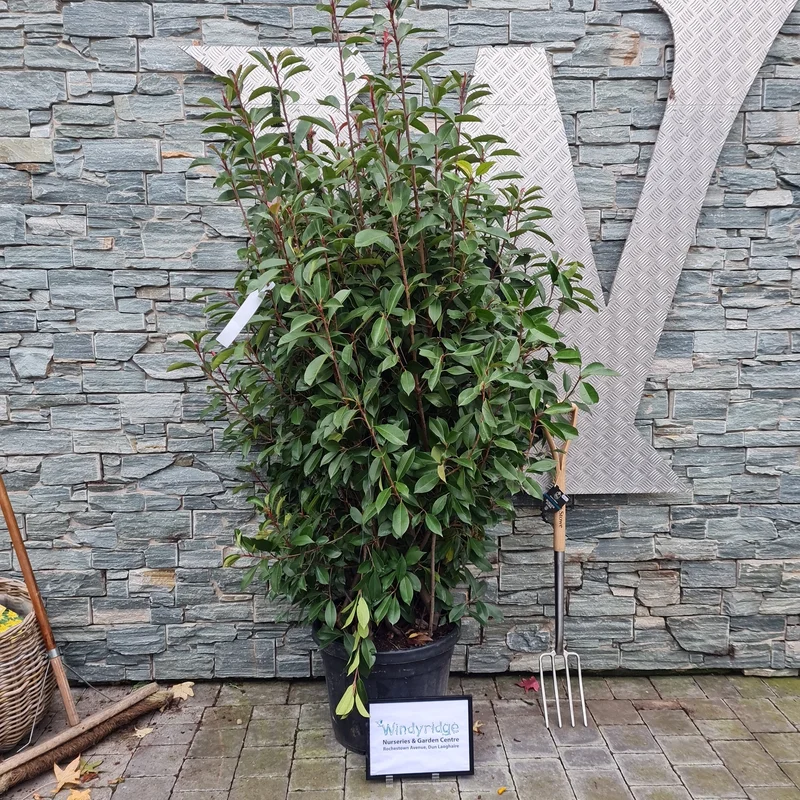 PHOTINIA SERR. RED ROBIN CLT 45 H 125 – 150 CM CESPUGLI FORTI