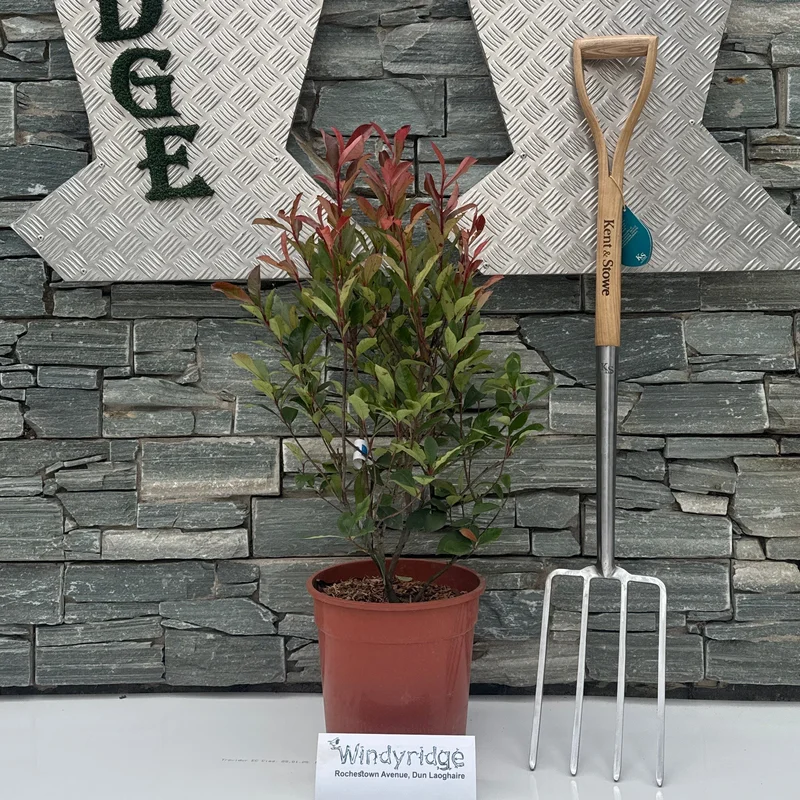 PHOTINIA SERR. RED ROBIN COMPATTA CLT 10 H 80 – 100 CM