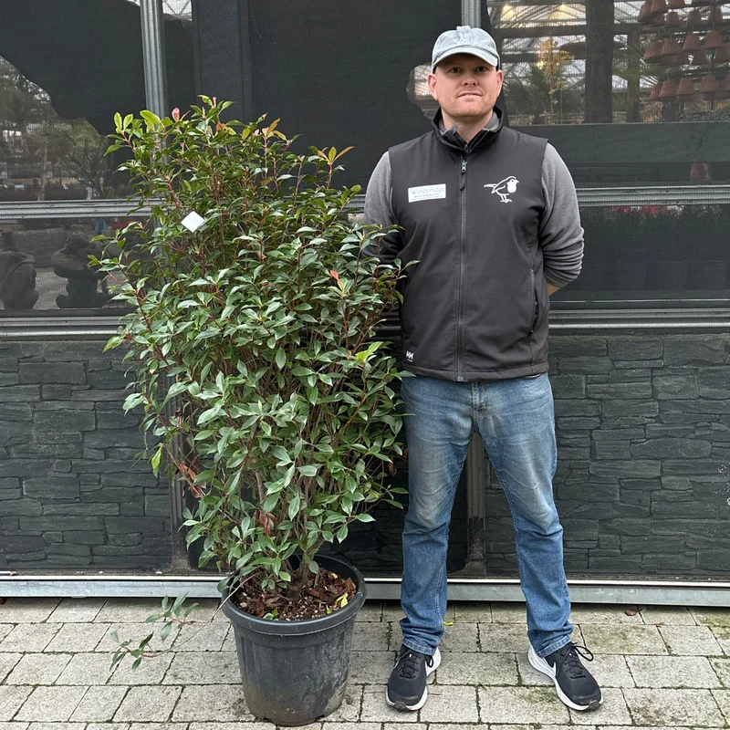 PHOTINIA SERR. RED ROBIN COMPATTA CLT 30 / 35H 100 – 150 CM