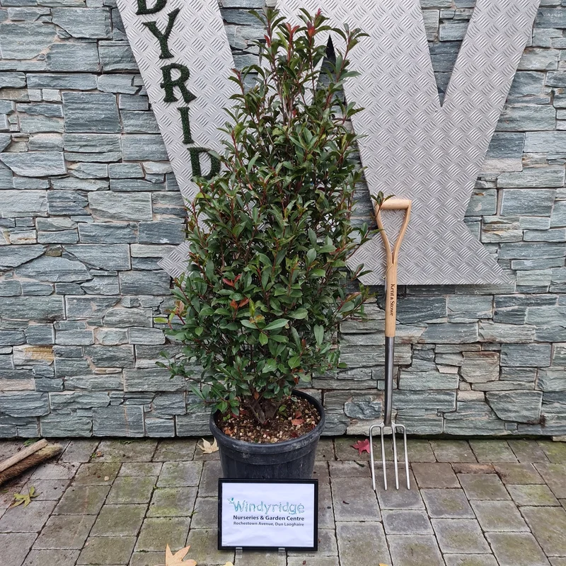 PHOTINIA SERR. RED ROBIN COMPATTA CLT 30 H 100 – 125 CM