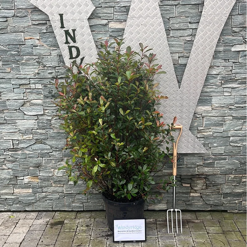PHOTINIA SERR. RED ROBIN COMPATTA CLT 45 H 125 – 150 CM