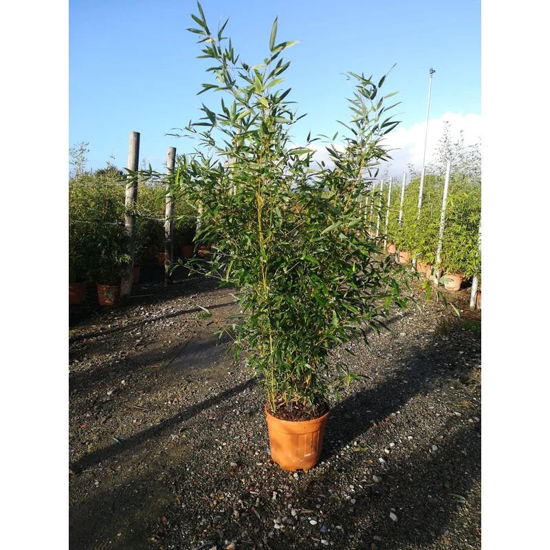 PHYLLOSTACHYS AUREA CLT 12 VASO ROSSO H 150 – 200 CM