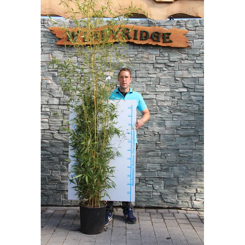 PHYLLOSTACHYS AUREOS. SPECTABILIS CLT 30 H 250 – 300 CM