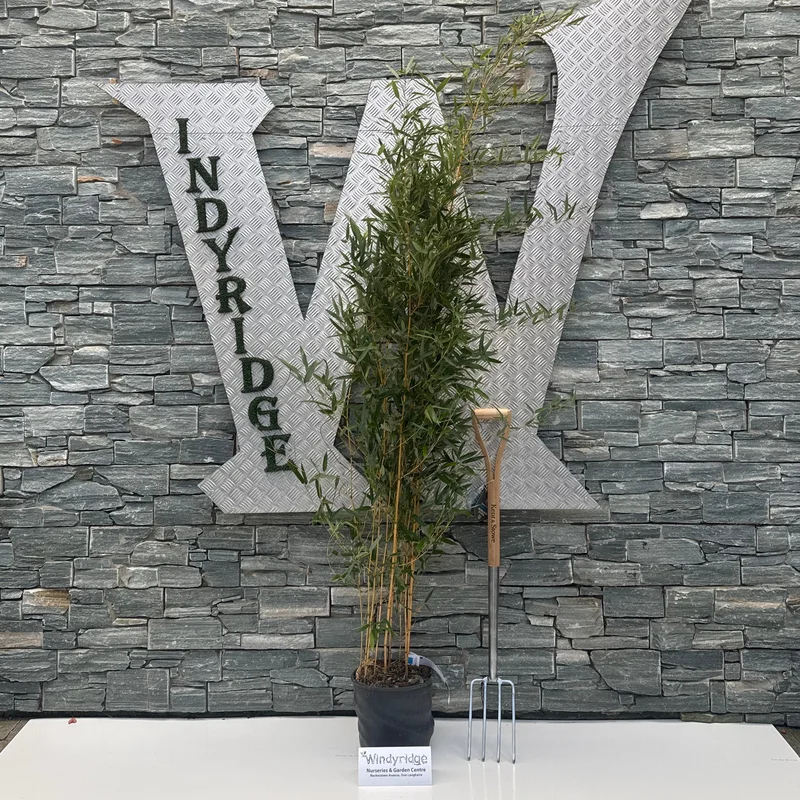 PHYLLOSTACHYS AUREOSULCATA AUREOCAULIS CLT 10 H 100 – 150 CM