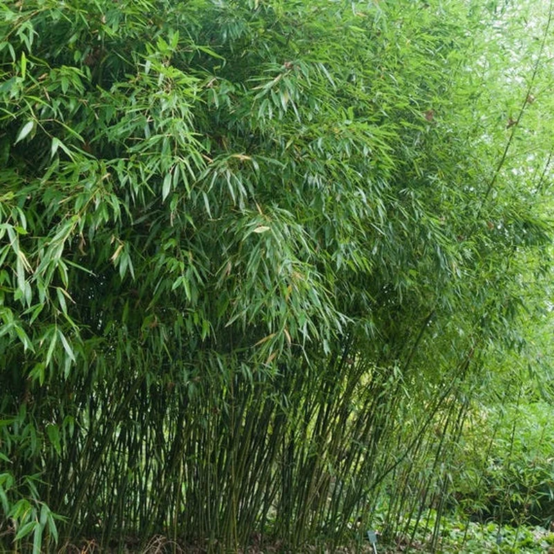 PHYLLOSTACHYS BISSETII CLT 10 H 100 – 150 CM