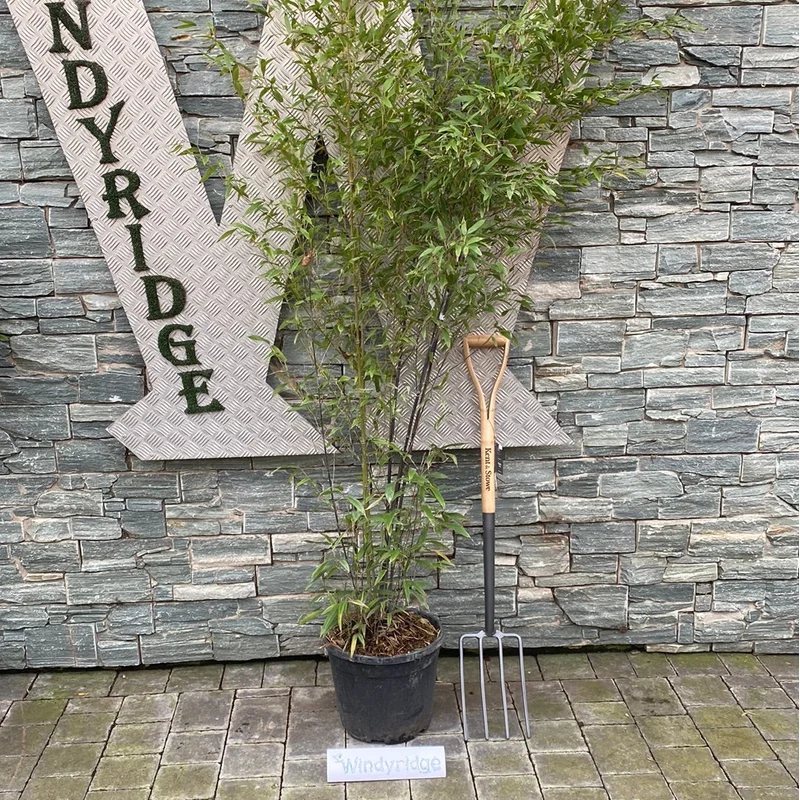 PHYLLOSTACHYS NIGRA CLT 15 / 18 H 200 – 250 CM