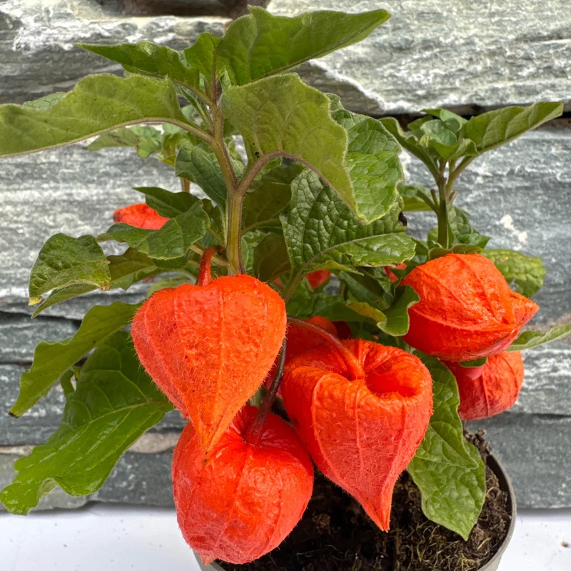 Physalis alkekengiP11