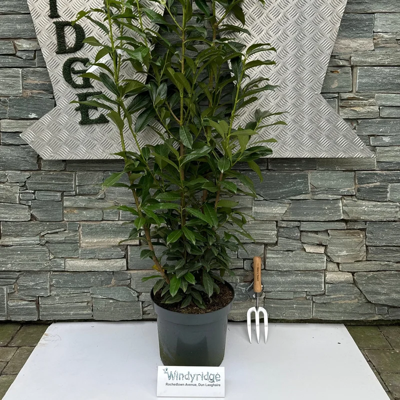 Prunus laur. Genolia100-125 CM C12