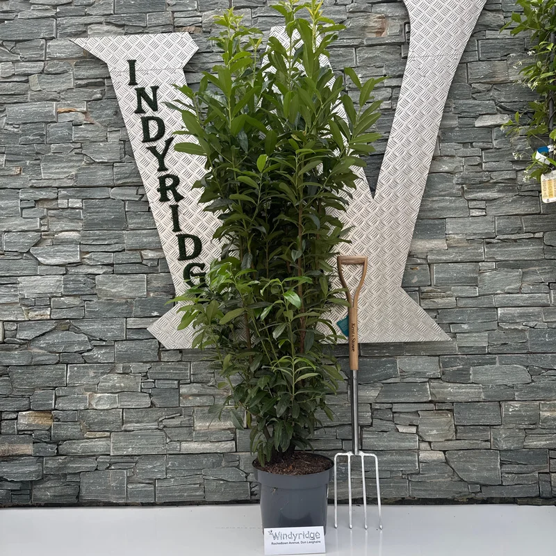 Prunus laur. Genolia160-180 CM C15