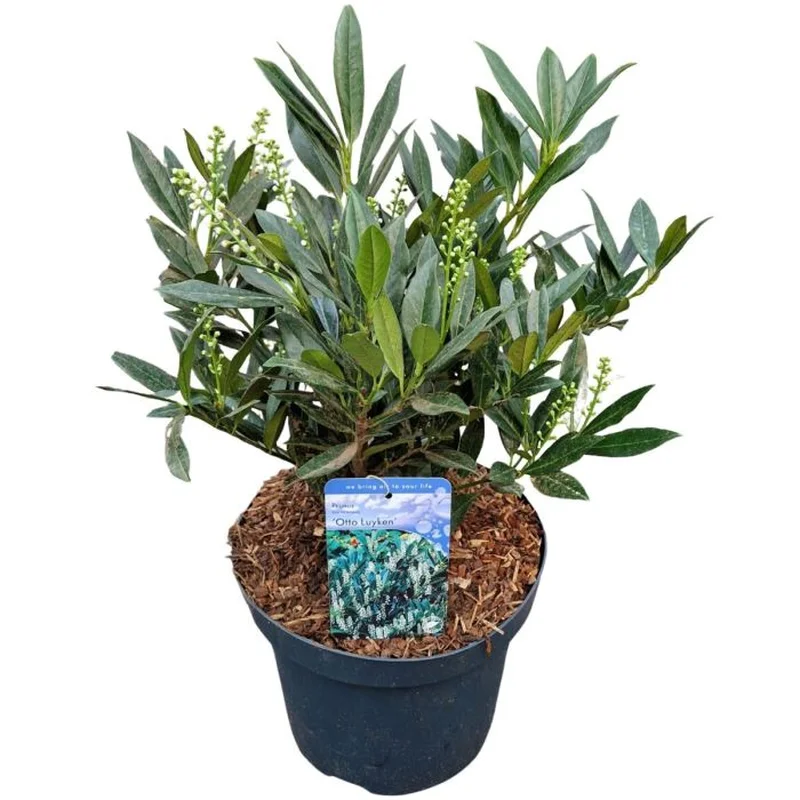 Prunus laur. Otto Luyken40-50 CM C5