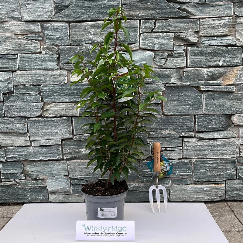 PRUNUS LUSIT. ANGUSTIFOLIA 3Ltr
