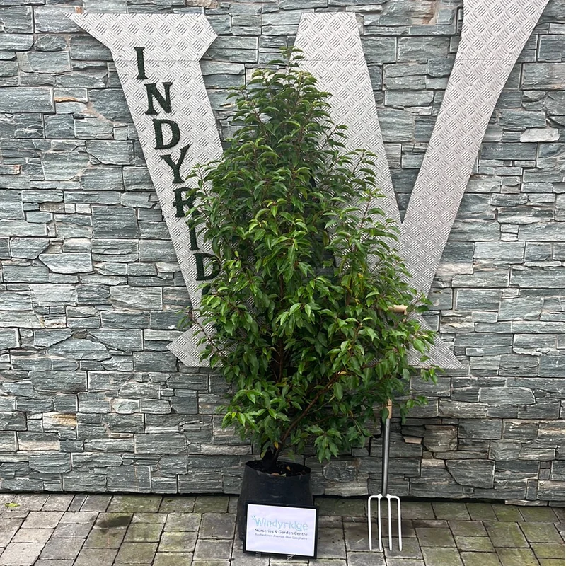 Prunus lusitanica Angustifolia 20L 100-125cm