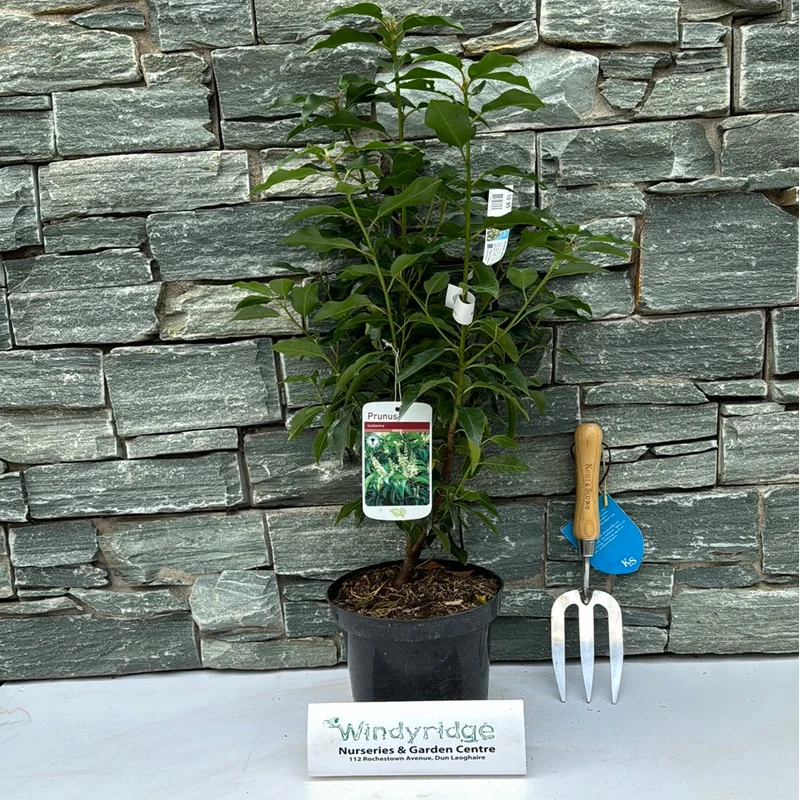 Prunus lusitanica Angustifolia 3L 40-60cm