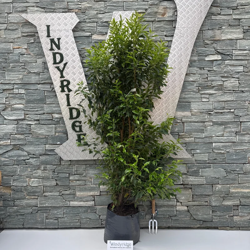 Prunus lusitanicaAngustifolia20L 150-175