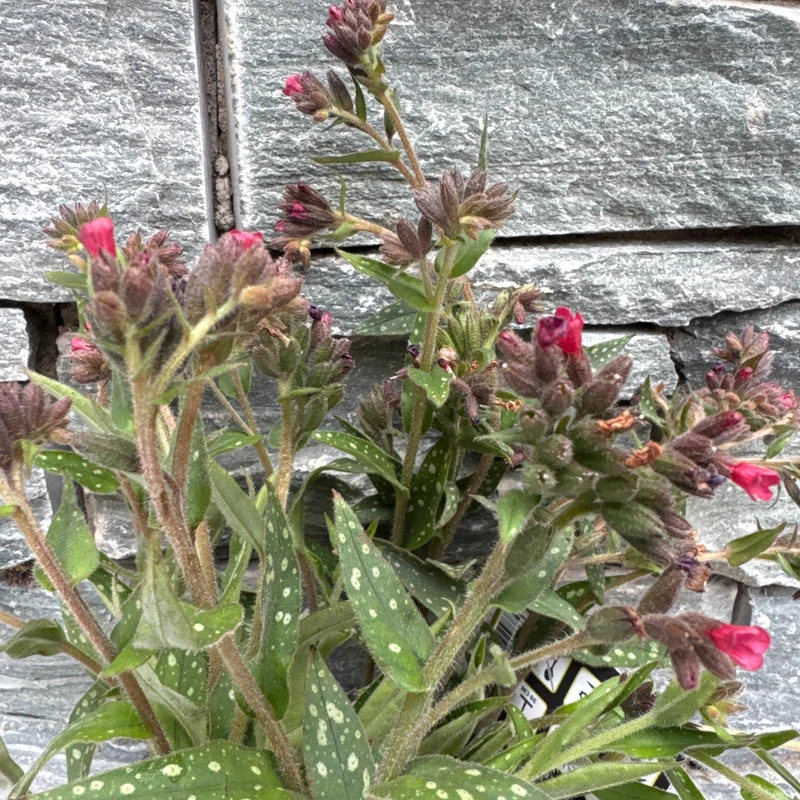 Pulmonaria Twinkle Toes2 Ltr pot