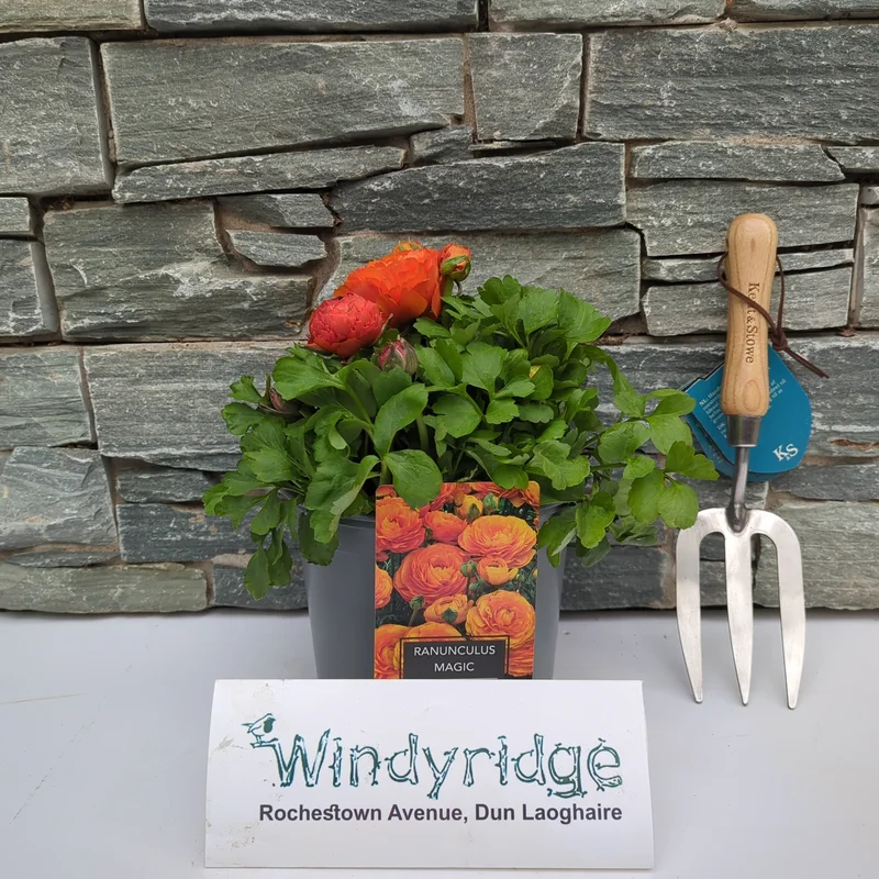 Ranunculus Orange 3 Ltr