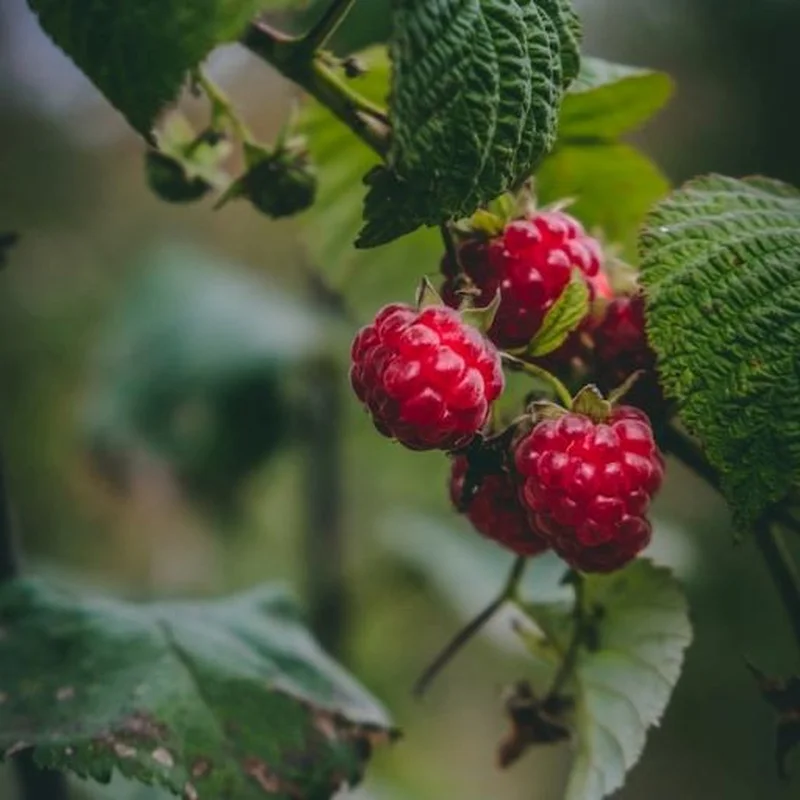 RASPBERRY 3 LT