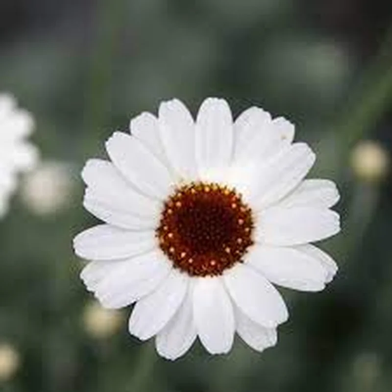 Rhodanthemum Casablanca 2L