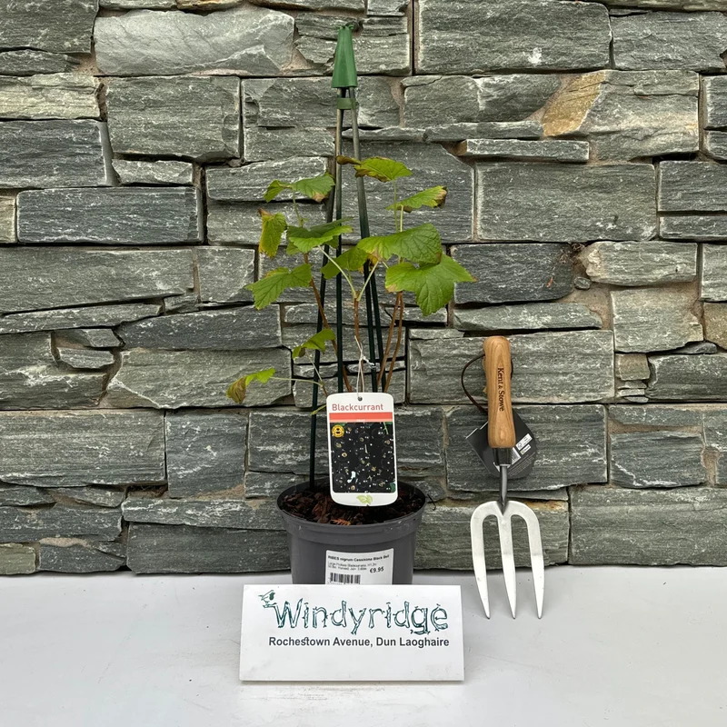 RIBES nigrum Cassisima Black Bell (Blackcurrant)