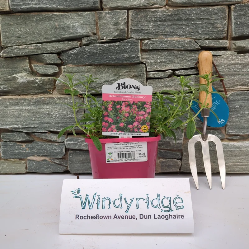 Rock Rose HelianthemumBunbury (2Ltr Pot)