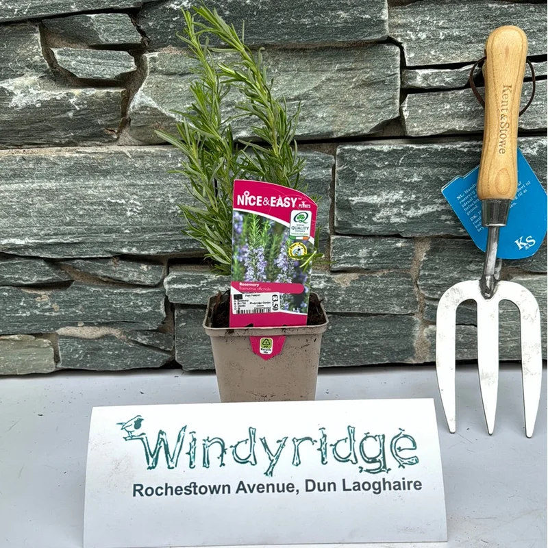 Rosemary 9cm