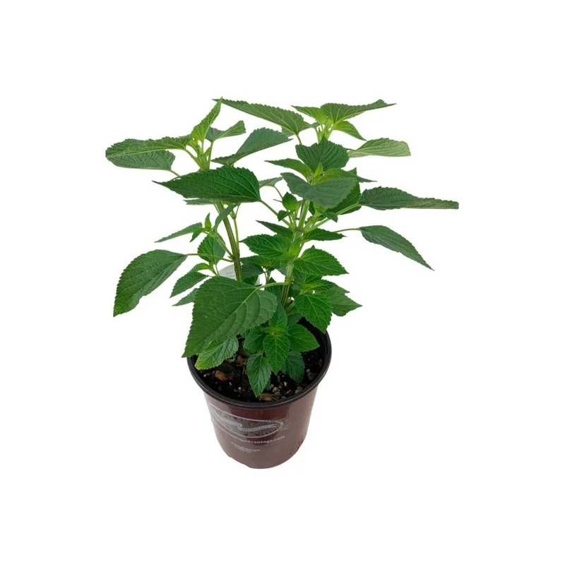 Salvia ‘Amistad’