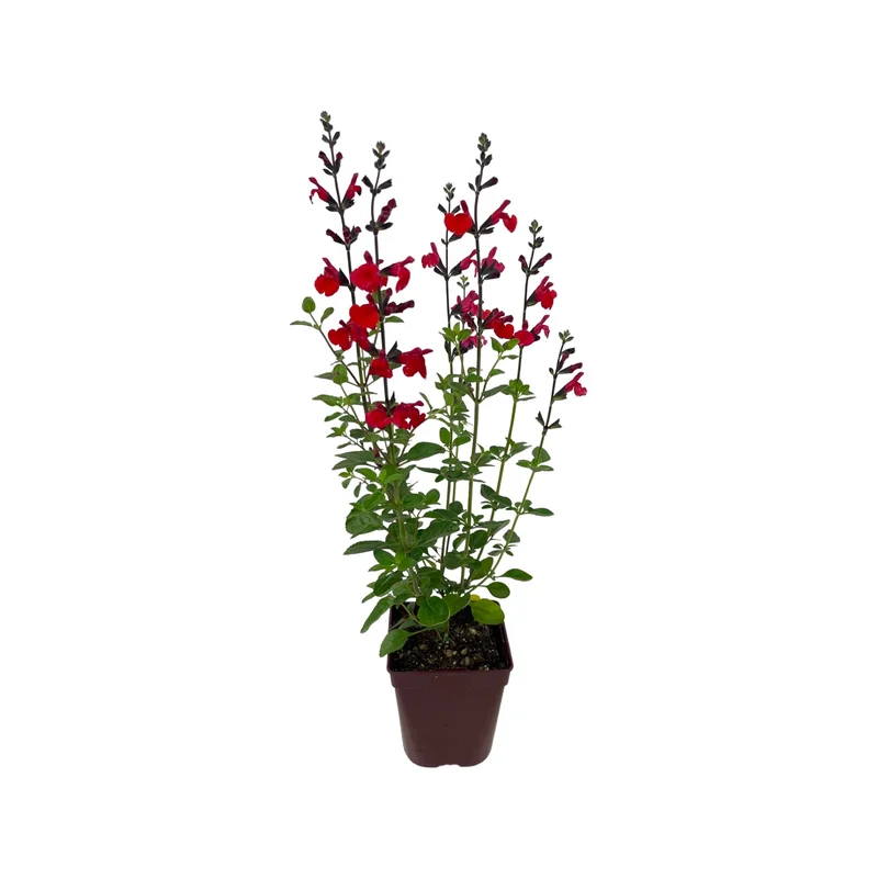 Salvia greggii ‘Royal Bumble’