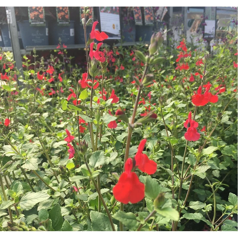Salvia Hot Lips