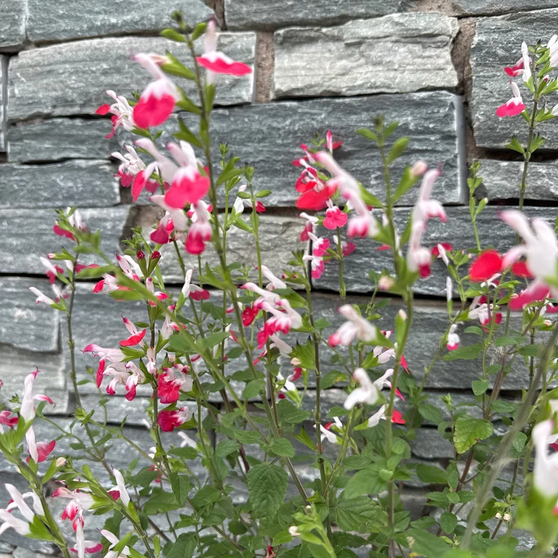 SALVIA micro. Hot Lips3L