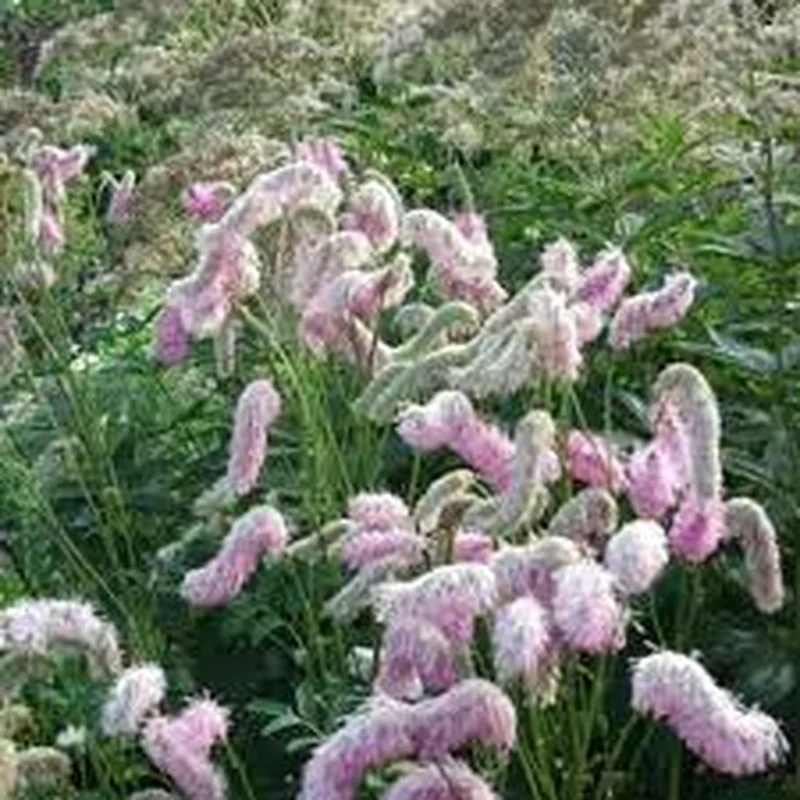 Sanguisorba Pink Brushes 2lt pot