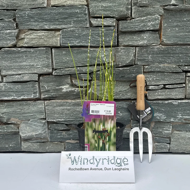 Scirpus tabern. Zebrinus18 cm aquatic basket