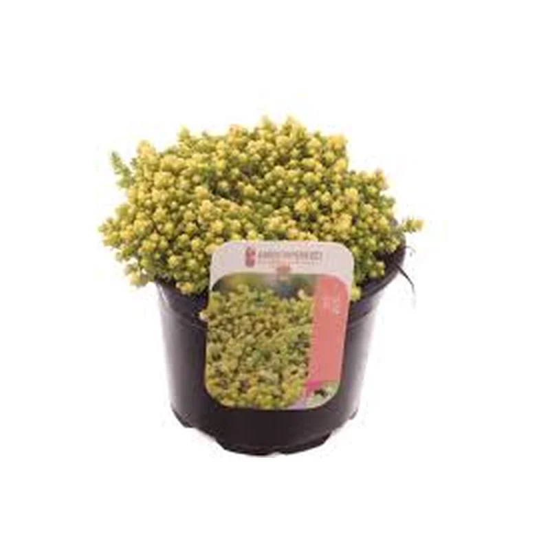 Sedum acre Yellow QueenP13