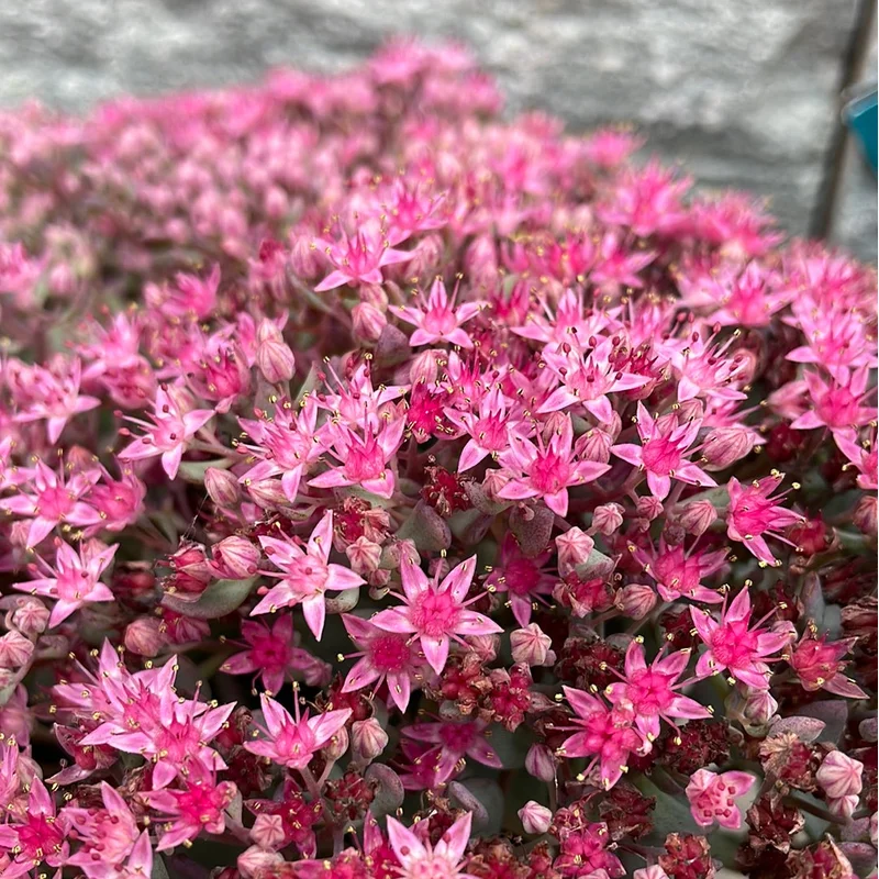 Sedum cauticola Lidakense1.5 Ltr pot