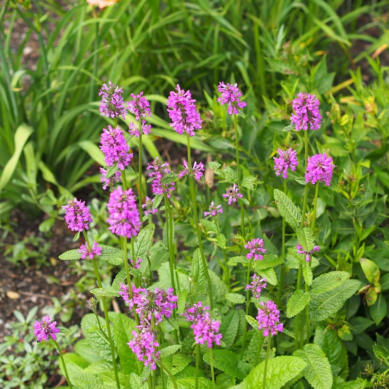 Stachys Hummelo