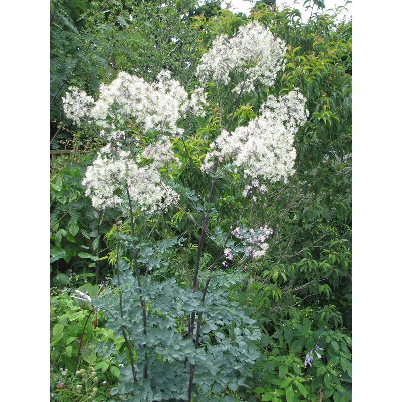 THALICTRUM Elin
