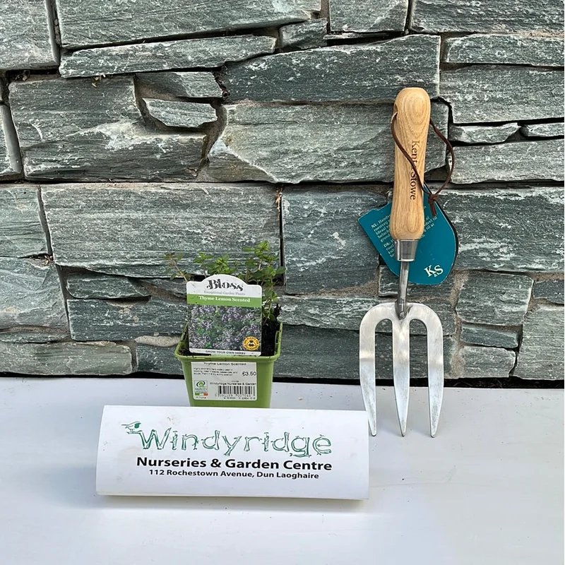 Thyme Lemon Scented 9cm