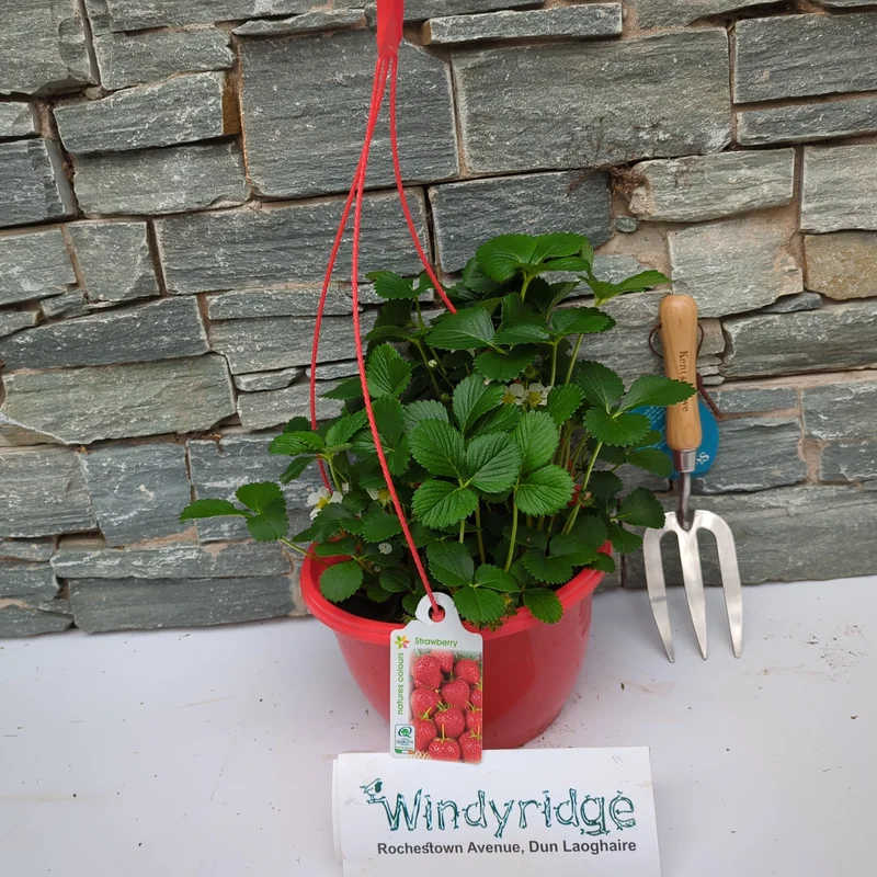 Tomatoor strawberry basket