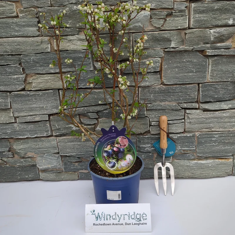 Vaccinium cor.Bluegold