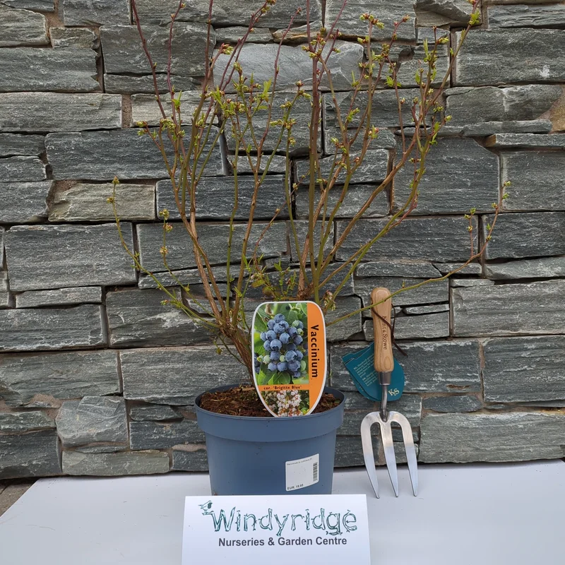 Vaccinium cor. Denise Blue