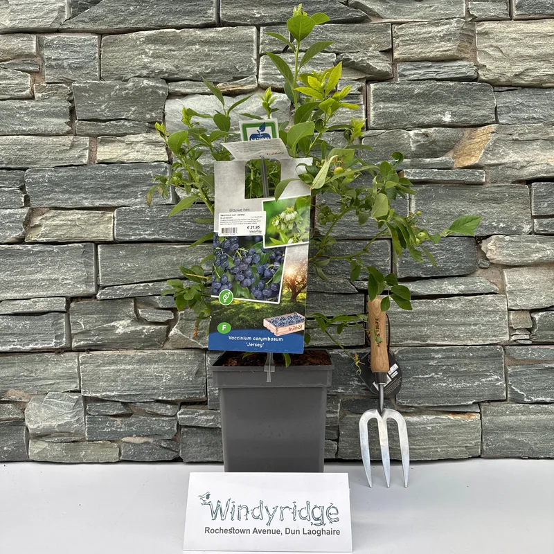 Vaccinium cor. Jersey5 Ltr, square pot