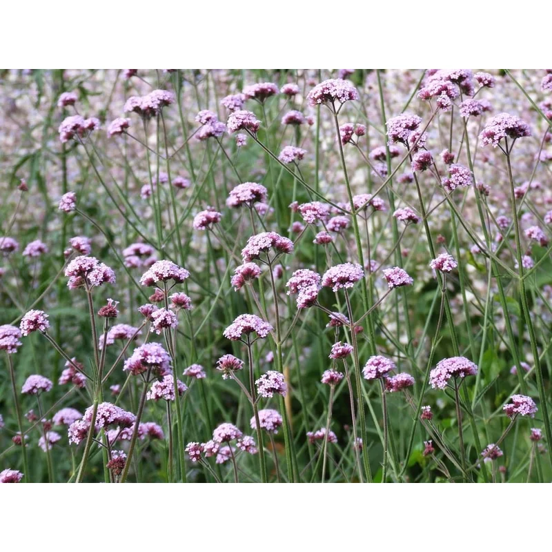 VERBENA bon. Meteor Shower