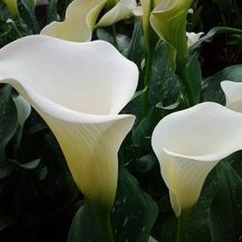 Zantedeschia Crowborough